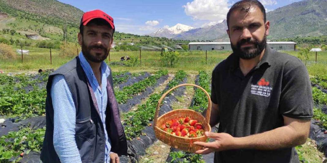 2026’nın ilk organik hasadı başladı! Kilosu 120, kasası 300 TL 3